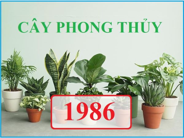 cay-hop-menh-Hoa-1986-1
